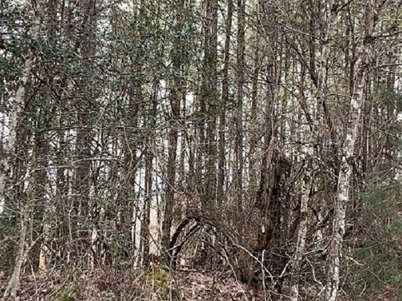 38 Ac Hunting Land in Butler County : Georgiana : Butler County : Alabama