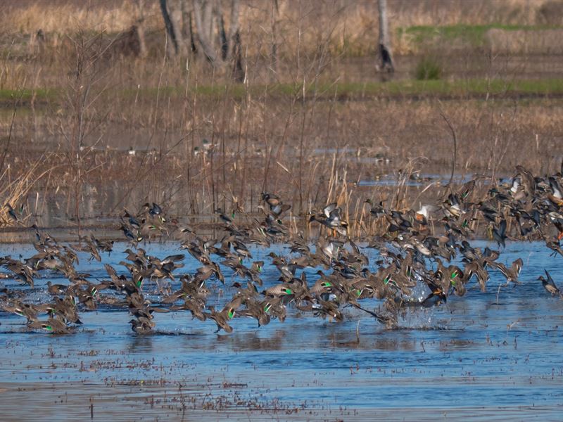 Prospect Island : Jacksonboro : Colleton County : South Carolina