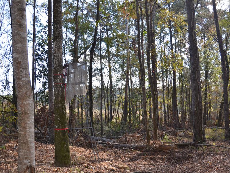Great Hunting Tract with Timber : Chattahoochee : Gadsden County : Florida