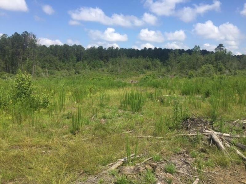 South Carolina Recreational Land for Sale with Owner Financing - 19  Listings - LandWatch