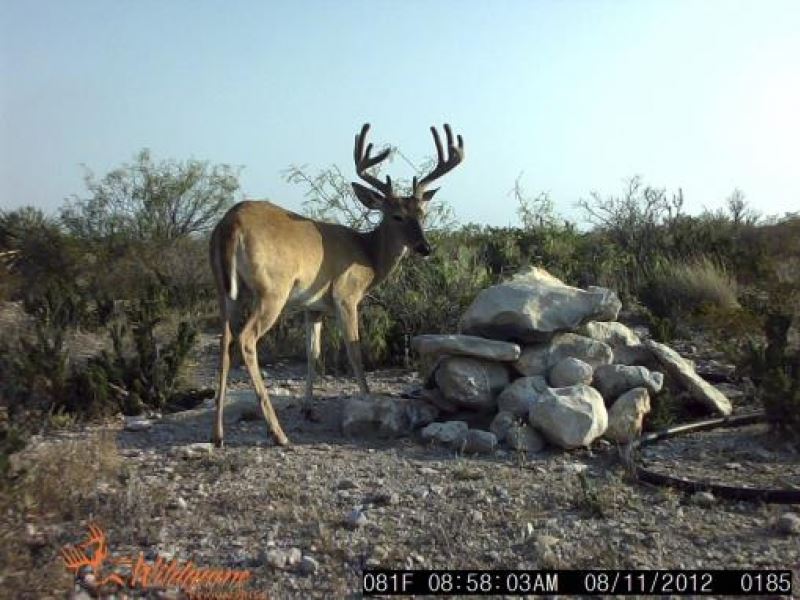 Hunting Ranch : Dryden : Terrell County : Texas