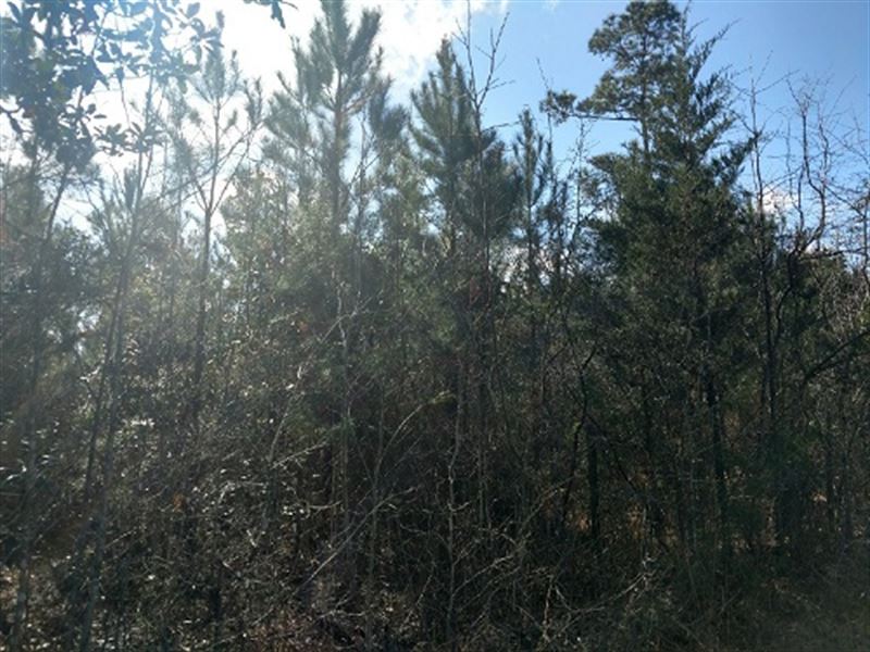 193 Acres Timberland I Dale Co : Ozark : Dale County : Alabama