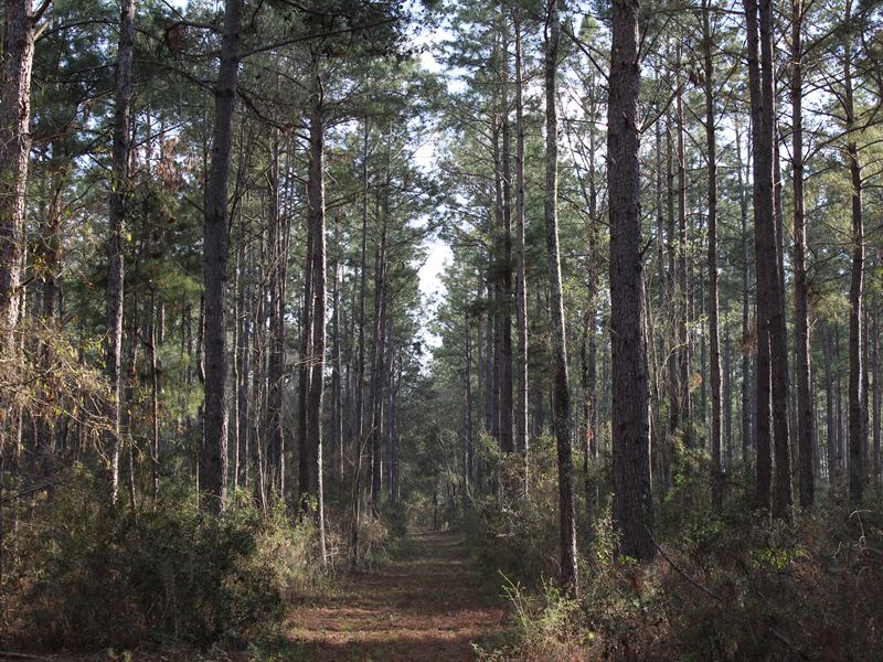 Big Timber Tract : Norman Park : Colquitt County : Georgia