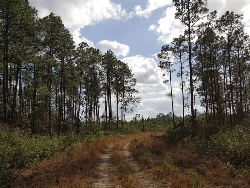 Productive Timber and Farmland : Pearson : Atkinson County : Georgia