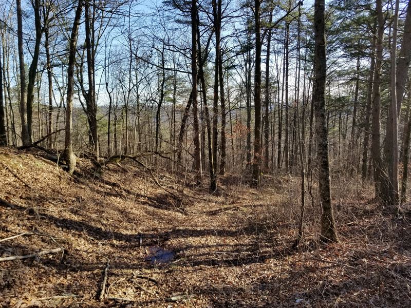 74.03+/-Acres Hunting Property : Palmer : Marion County : Tennessee