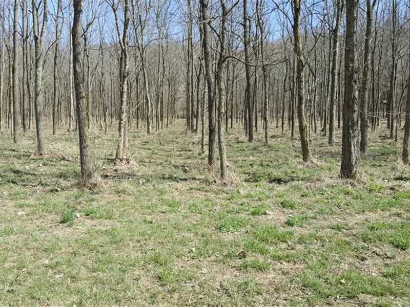 Black Walnut Farm for Sale Near Ri : Aurora : Ohio County : Indiana