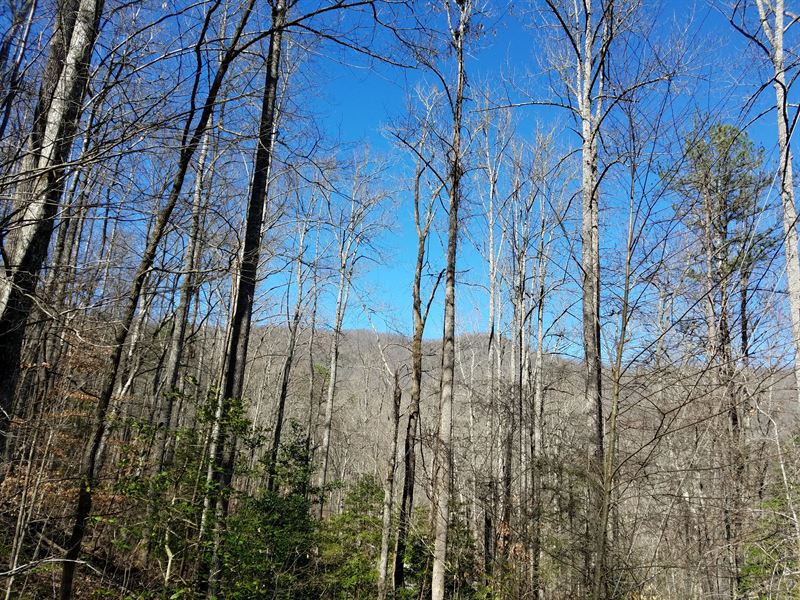 Betty's Creek Tract : Sylva : Jackson County : North Carolina