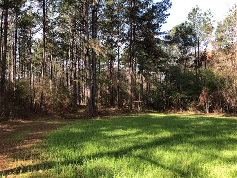 Beautiful Wooded Acres in Ms : Gloster : Amite County : Mississippi