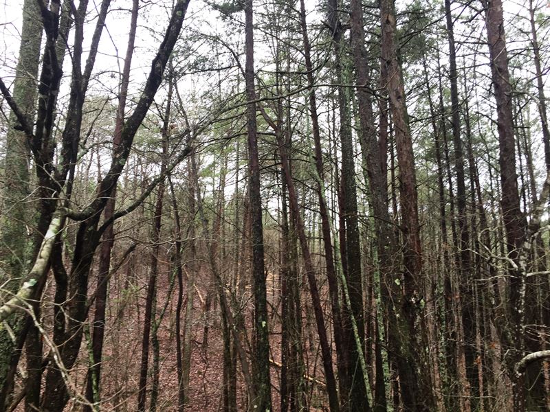 Davis Road West Tract : Fairmount : Pickens County : Georgia