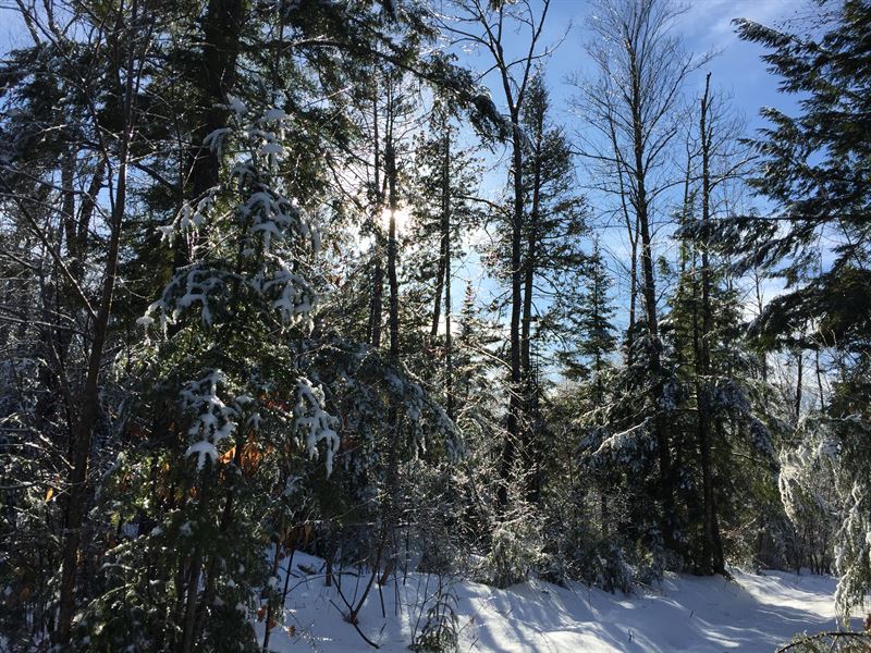 East Shore Forest : Embden : Somerset County : Maine