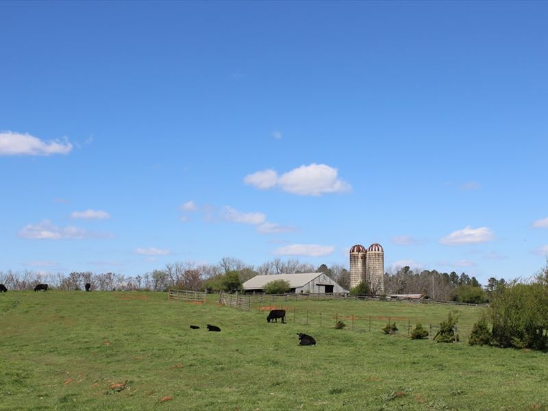 Impressive Cattle Farm : Culloden : Crawford County : Georgia