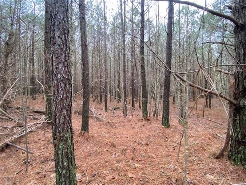 5.52 Acres Unrestricted Wooded pr : Dunlap : Sequatchie County : Tennessee