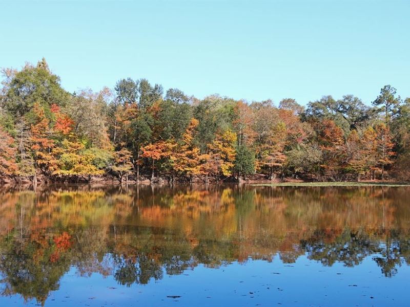 River Wonderland : Thomasville : Thomas County : Georgia
