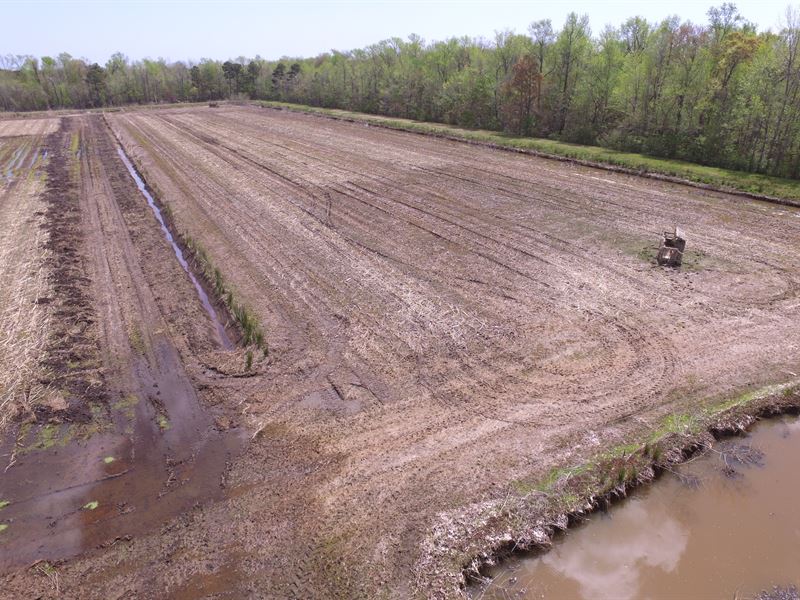Waterfowl Impoundments / Farm Land : Engelhard : Hyde County : North Carolina