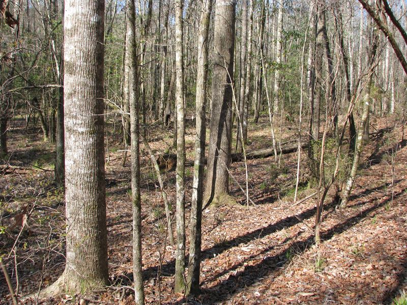 Great Hunting and High Value Timber : Georgiana : Butler County : Alabama