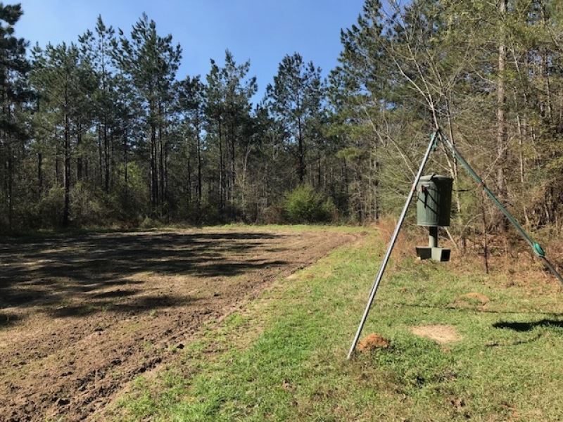 40 Ac Hunting Tract On Stateline : Angie : Washington Parish : Louisiana