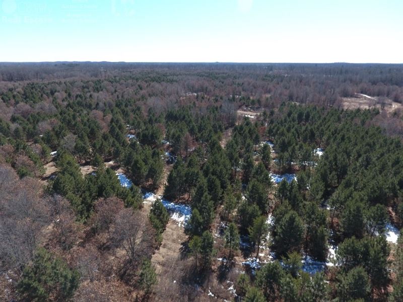 120 Ac Timber Land for Sale : Nekoosa : Adams County : Wisconsin