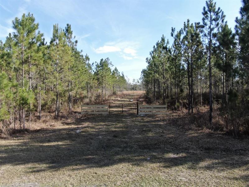 Aucilla Plantation 48.23 : Greenville : Madison County : Florida