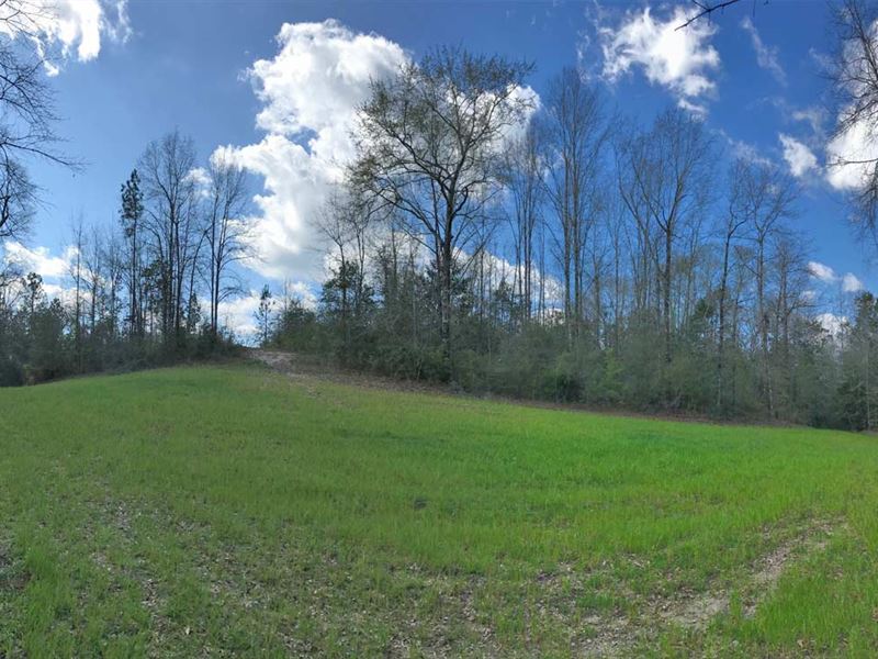 Wild Fork Creek Tract : Brewton : Escambia County : Alabama