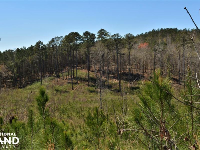 Oak Grove Road Timber Investment an : Fayette : Fayette County : Alabama