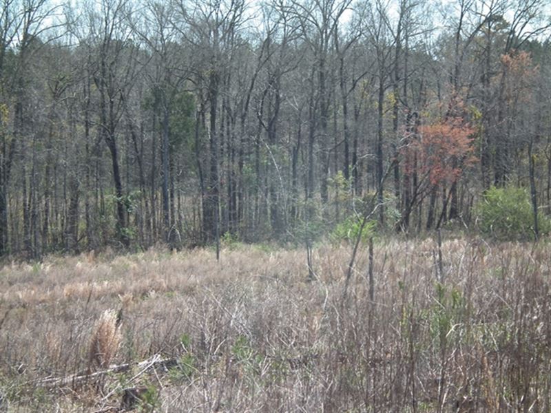 Penders Creek : De Kalb : Kemper County : Mississippi