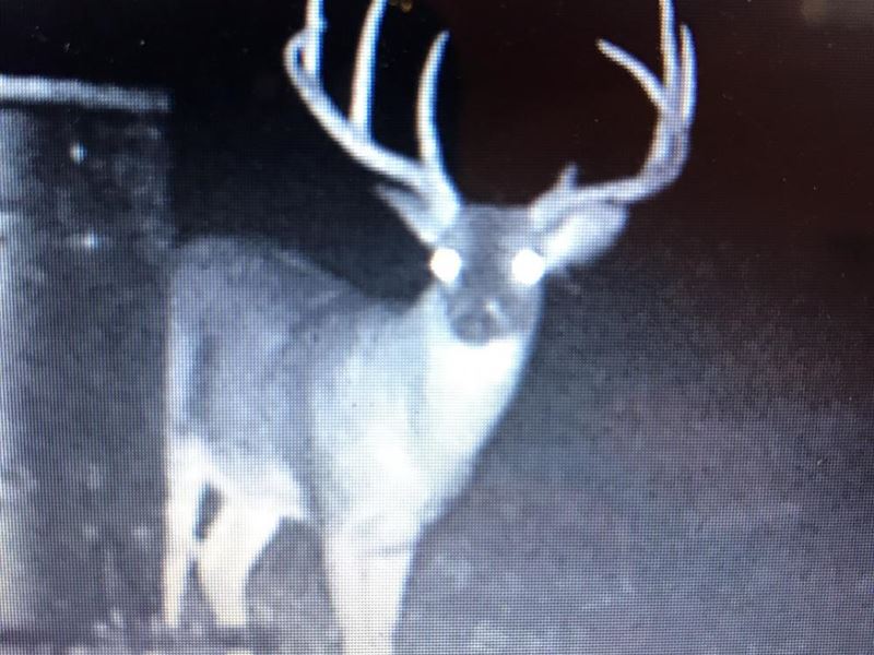 Black Belt Lodge Timber and Hunting : Minter : Dallas County : Alabama