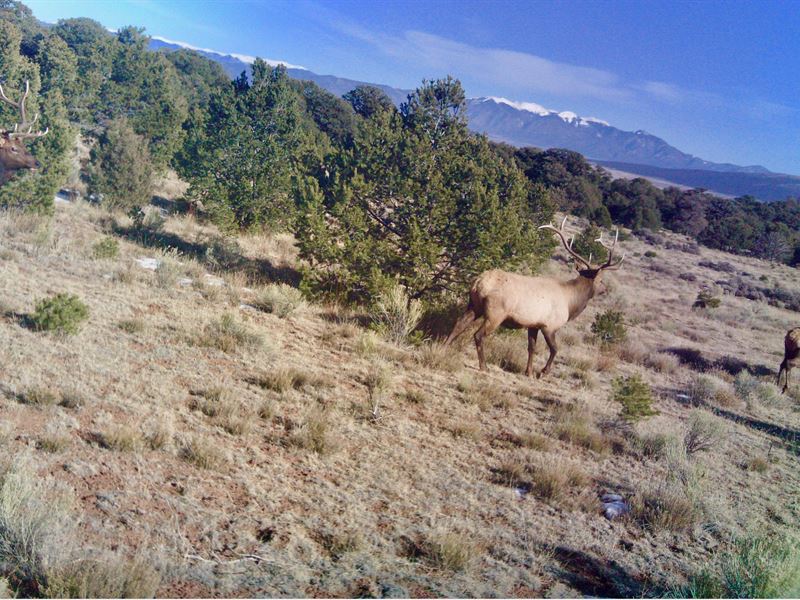 Taos Range Ranch : Tres Piedras : Taos County : New Mexico