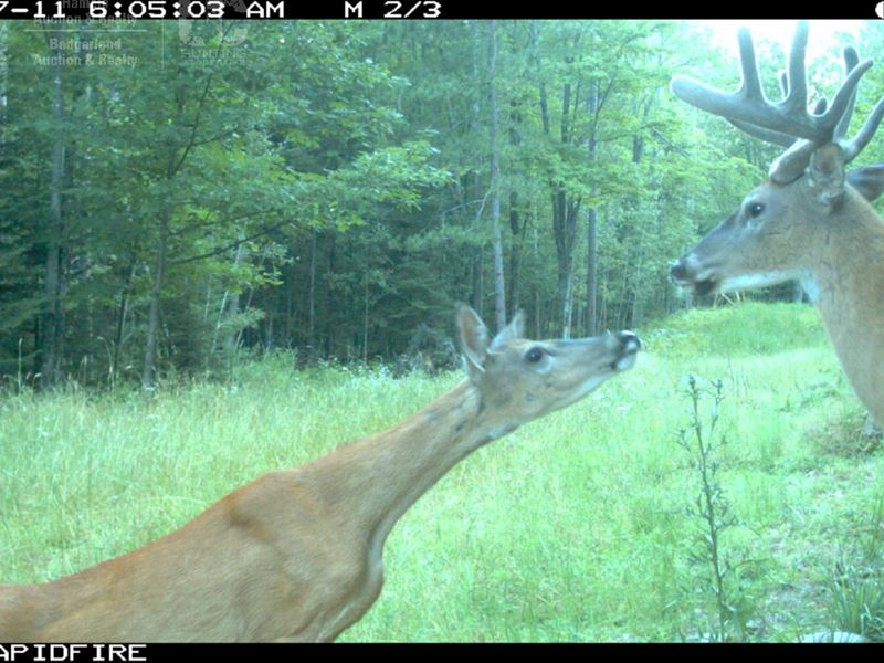 Outstanding Hunting Parcel : Crivitz : Marinette County : Wisconsin