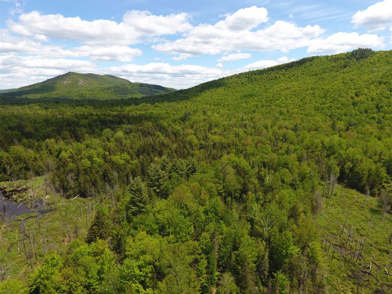 Bibby Mountain Forest : Chester : Warren County : New York