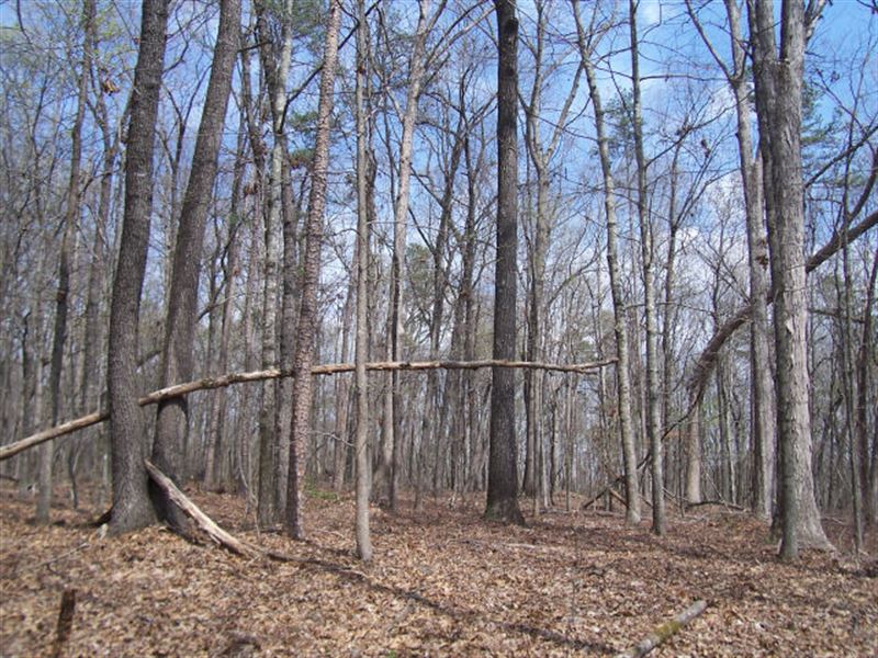 North Georgia Mountain Land : Clarkesville : Habersham County : Georgia