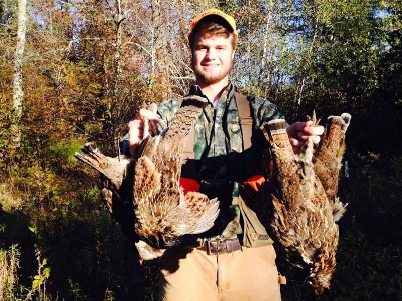 Quality Grouse and Whitetail Land : Birch : Langlade County : Wisconsin