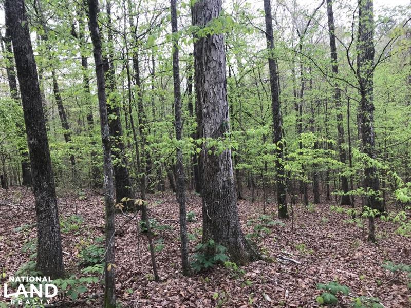 Beaver Creek Hunting & Timber Inves : Aliceville : Pickens County : Alabama