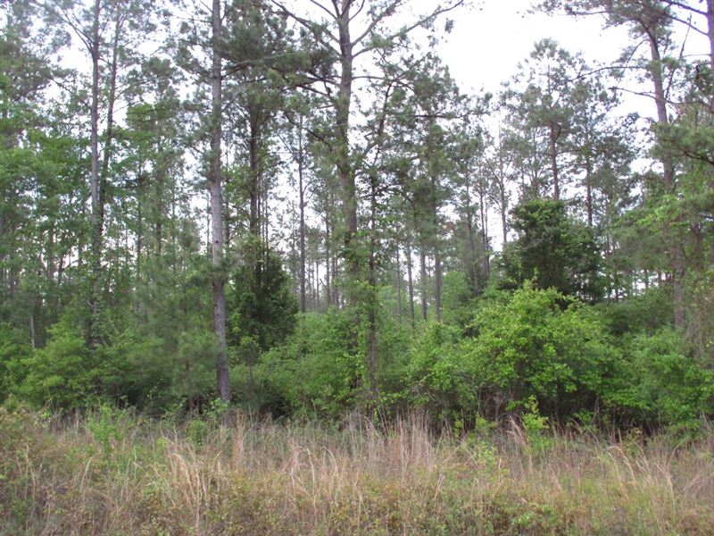 140.4 Acres Along Jack Hightower Ro : Clayton : Barbour County : Alabama