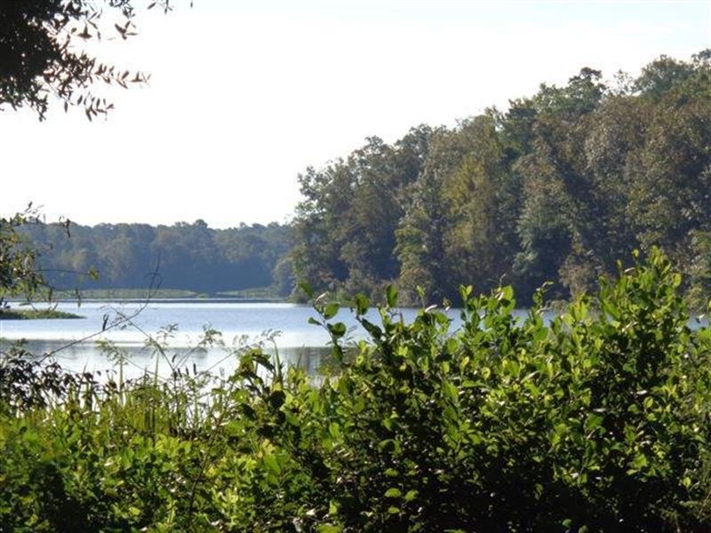 235 Acres Hwy. 165 : Cottonton : Russell County : Alabama