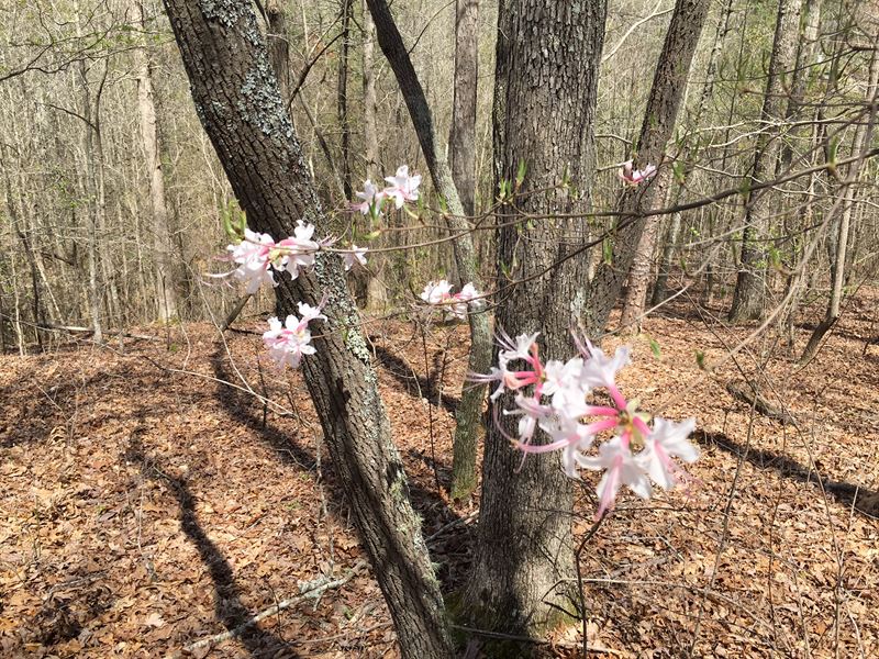 Haralson County Property : Waco : Haralson County : Georgia