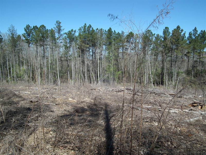 Chickasawhay Creek : De Kalb : Kemper County : Mississippi