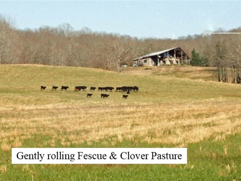 Equestrian, Ranch, Timber & Hunting : Lexington : Henderson County : Tennessee