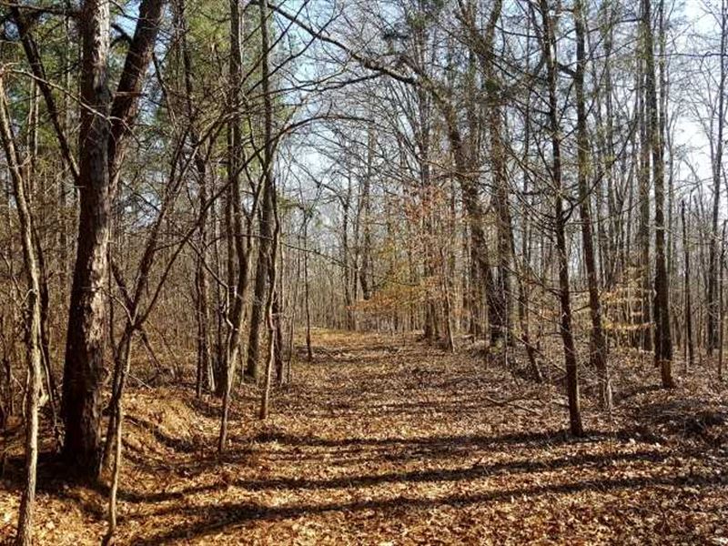 4349 Acres Well Managed Timberlands : Huron : Henderson County : Tennessee