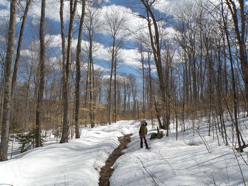 Herring Brook Forest : Moretown : Chittenden County : Vermont