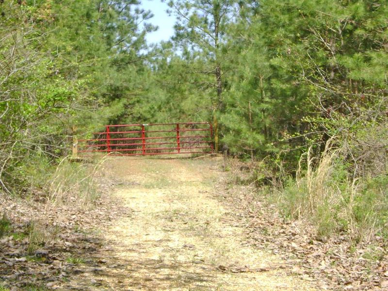 Buttone 40 Tract : Hamilton : Marion County : Alabama