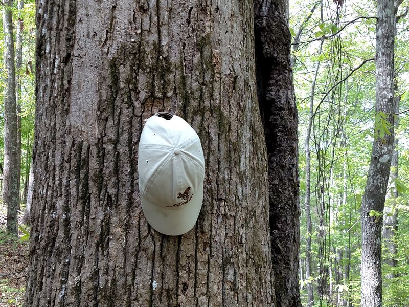 Hunting On A Budget Big Timber : Gordon : Twiggs County : Georgia