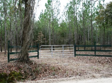 Alligator Creek : Damascus : Baker County : Georgia