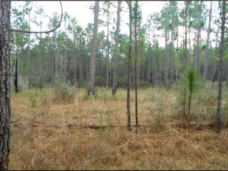 193.8 Acres in Stone County in Wigg : Wiggins : Stone County : Mississippi
