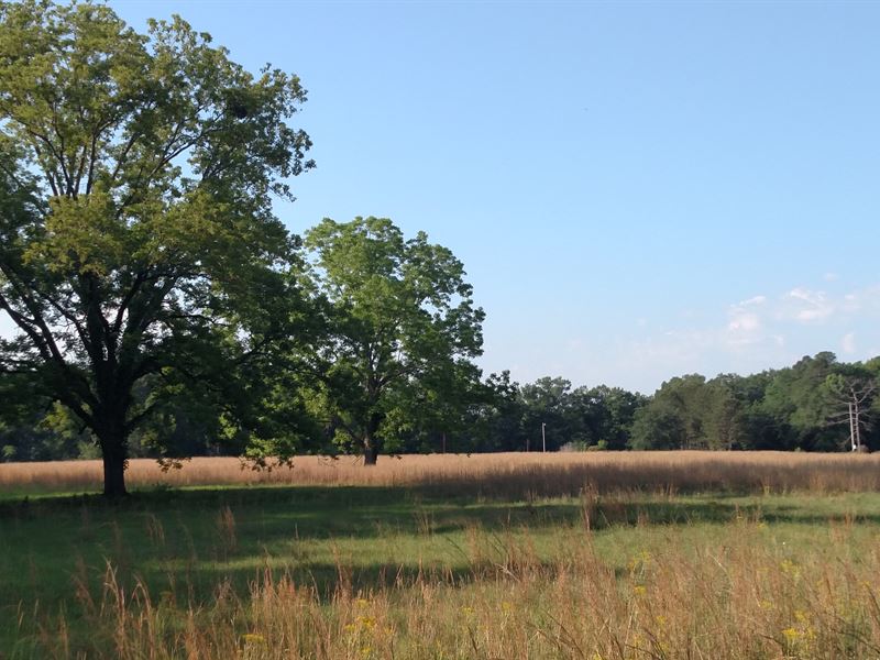 Beautiful Home Site / Hunting Tract : Sasser : Terrell County : Georgia