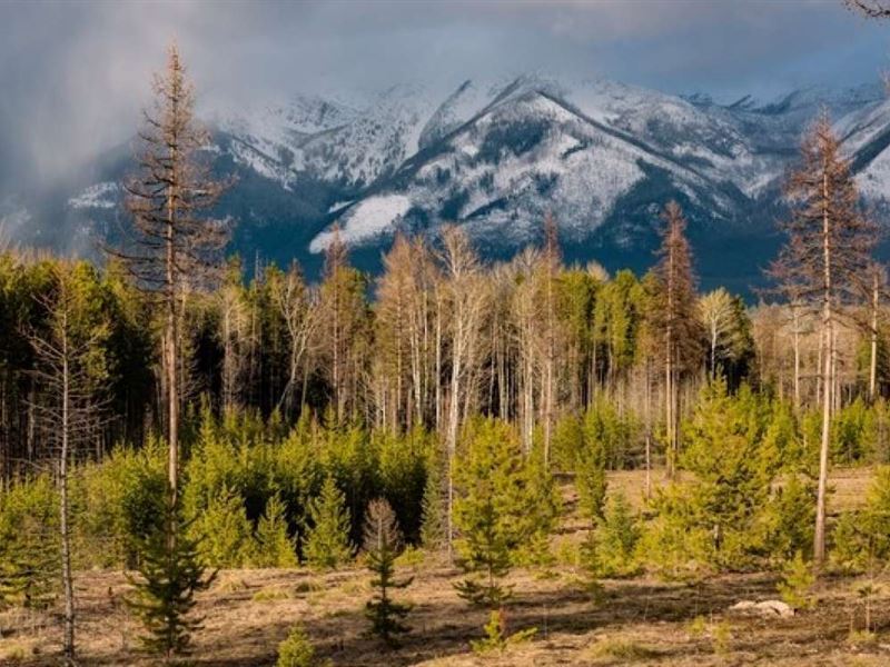 Cougar Run Lot 3 : Condon : Missoula County : Montana
