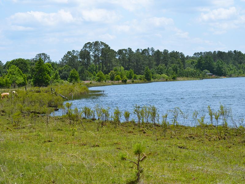 Umatilla 338 Acres : Umatilla : Lake County : Florida