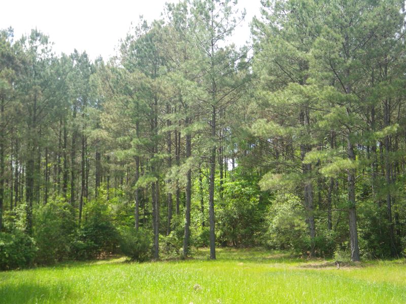 Belleville Tract : Repton : Conecuh County : Alabama