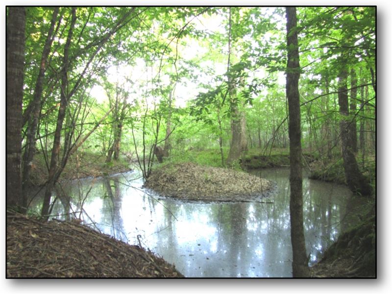 58 Acres in Choctaw County On Heste : Ackerman : Choctaw County : Mississippi