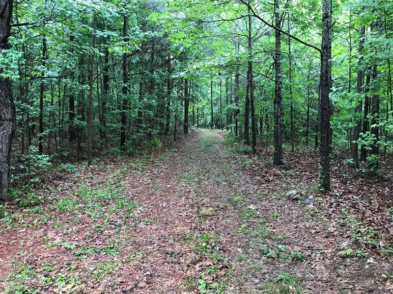 High Volume Timber Tract Coosa CO : Goodwater : Coosa County : Alabama