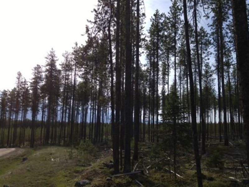 Elk Creek Preserve Lot 3 : Condon : Missoula County : Montana